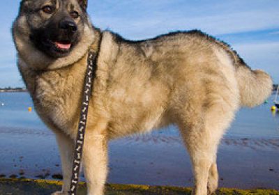 挪威猎麋犬缩略图