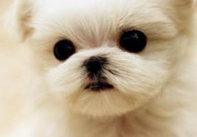 马尔济斯犬缩略图