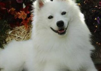 美国爱斯基摩犬缩略图