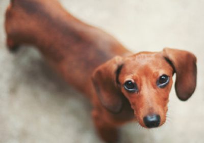 腊肠犬缩略图