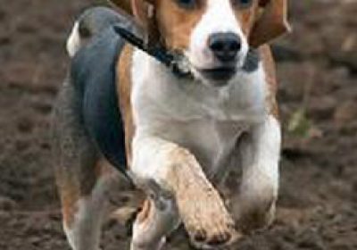 英国猎狐犬缩略图