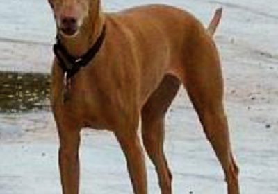 灵缇犬缩略图