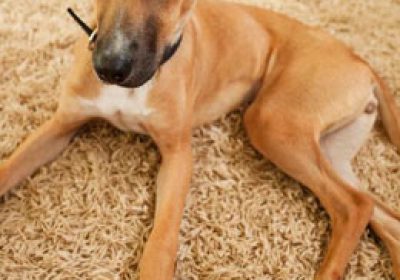 罗得西亚脊背犬缩略图