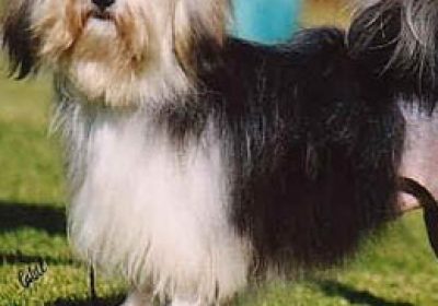 罗秦犬缩略图
