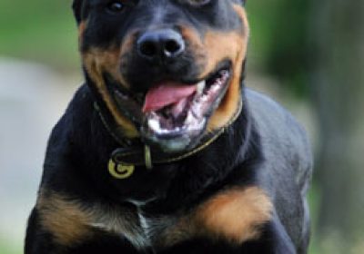 罗威纳犬缩略图