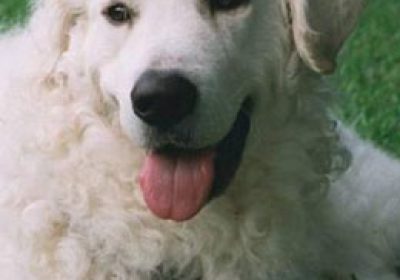 库瓦斯犬缩略图