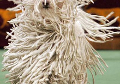 可蒙犬缩略图