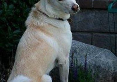 卡南犬缩略图