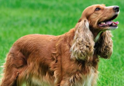 英国可卡犬缩略图