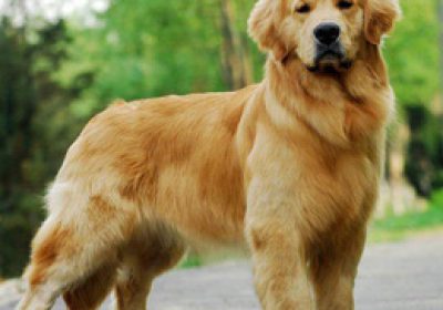 金毛犬缩略图