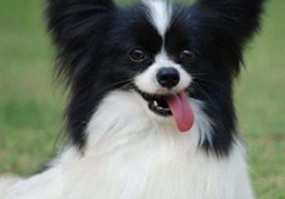 蝴蝶犬缩略图