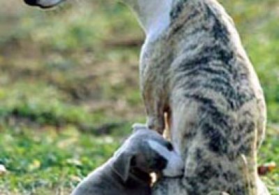 惠比特犬缩略图