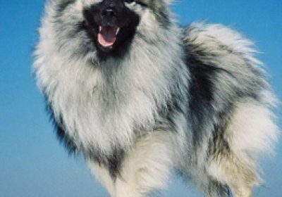 荷兰毛狮犬缩略图