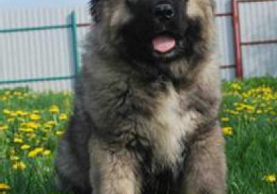 高加索犬缩略图