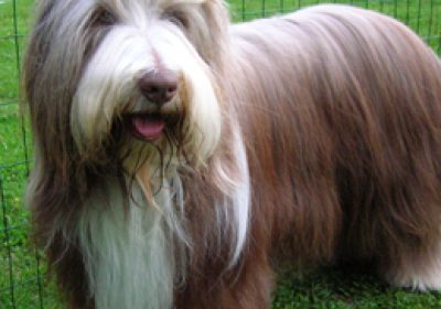 古代长须牧羊犬缩略图