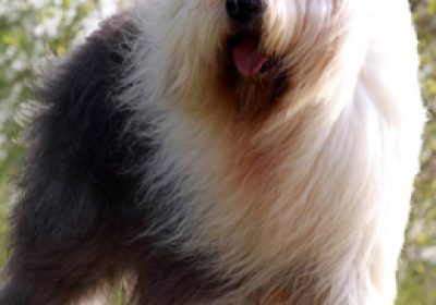 古代英国牧羊犬缩略图