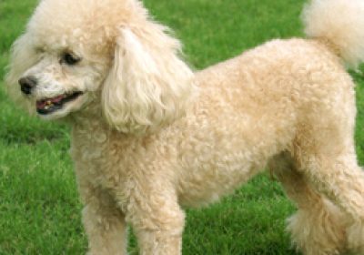 贵宾犬缩略图