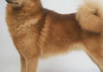 芬兰猎犬缩略图