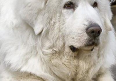 大白熊犬缩略图