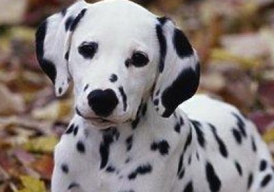 大麦町犬缩略图