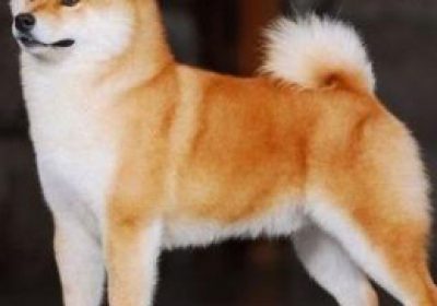 柴犬缩略图