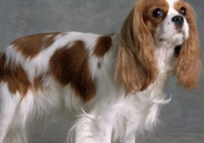 骑士查理王小猎犬缩略图