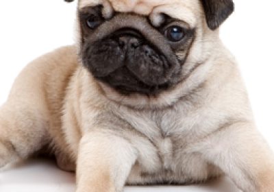 巴哥犬缩略图