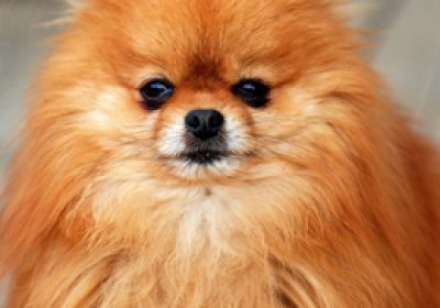 博美犬缩略图