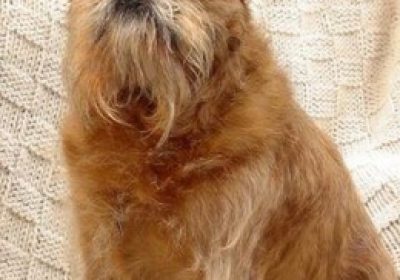 布鲁塞尔粗毛猎犬缩略图