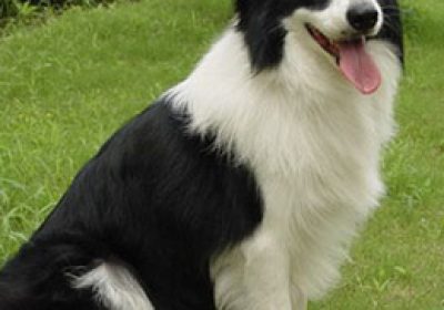 边境牧羊犬缩略图