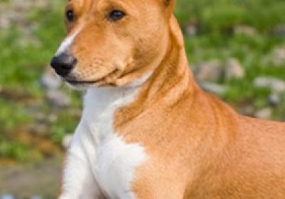 巴仙吉犬缩略图