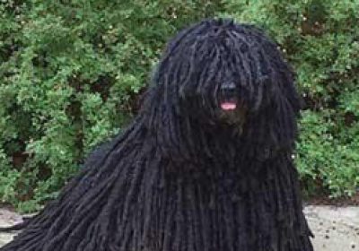波利犬缩略图