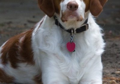 不列塔尼猎犬缩略图