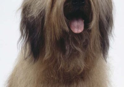伯瑞犬缩略图