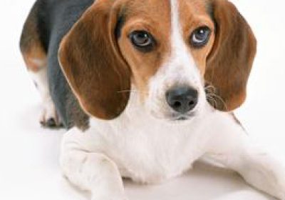 比格猎犬缩略图