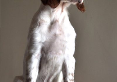 爱尔兰雪达犬缩略图