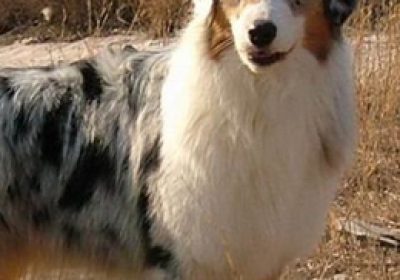 澳大利亚牧羊犬缩略图