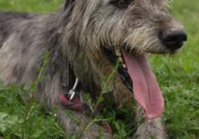 爱尔兰猎狼犬缩略图