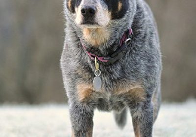 澳大利亚牧牛犬缩略图