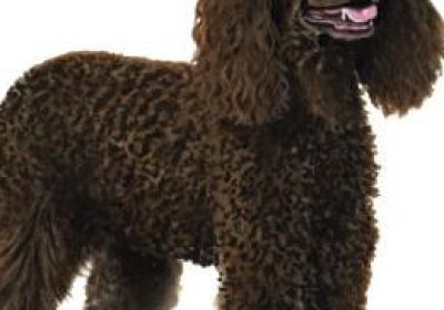 爱尔兰水猎犬缩略图