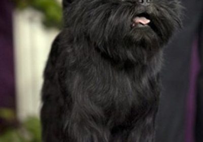 猴面犬缩略图