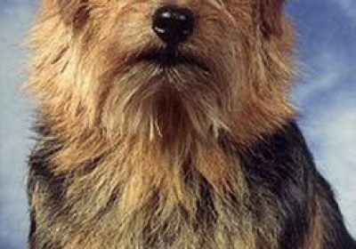 奥达猎犬缩略图
