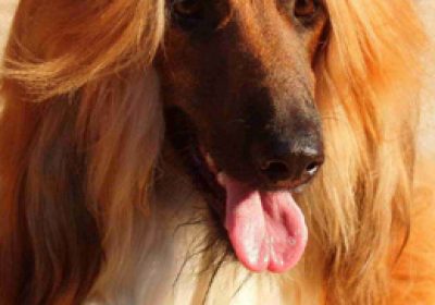 阿富汗猎犬缩略图