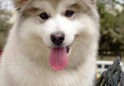 阿拉斯加雪橇犬缩略图