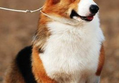 柯基犬缩略图
