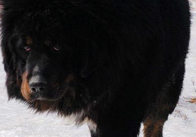藏獒缩略图