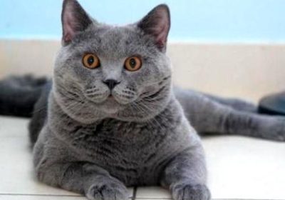 如何训练猫咪养成回窝睡觉的习惯缩略图
