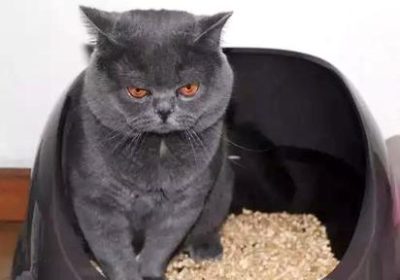 如何有效教导猫咪使用猫砂盆缩略图