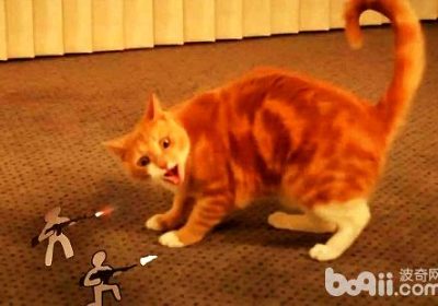什么因素使得橘猫表现得特别具有攻击性？缩略图