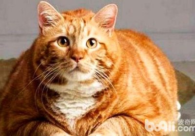 家有橘猫不停叫？这五大可能原因，家长务必了解缩略图